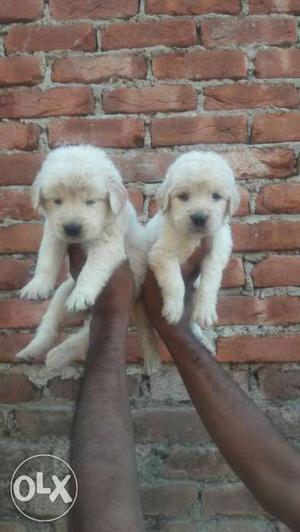 Goldan ritrevar cream colr pups for sale show