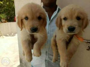 Golden Retriever male female puppy available in
