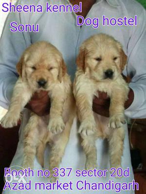 Golden retreiver pups available 35 days old from