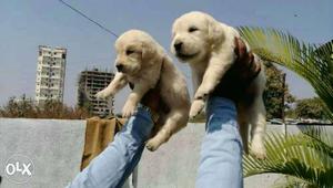 Golden retriever male and female puppy Available