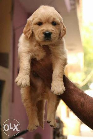 Golden retriever puppy for sell at pet point