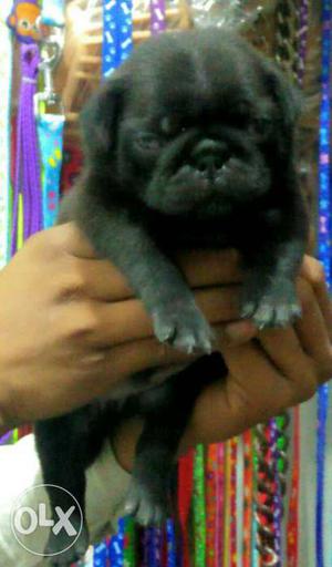 Good Quality Pug Puppy Available