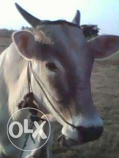Good male cow for sale gud and healthy one