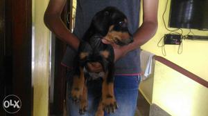 Good quality Doberman puppies available