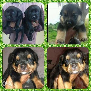 Good quality best breeder available Bawa pet shop