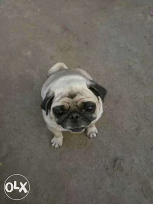 Good quality male pug for sale 1.5year 