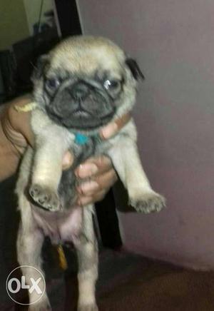 Good quality pug male puppy available age 1 month