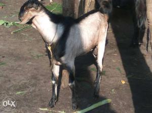 Gray And Black Goat