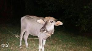 Gray Cow In Kuttiattoor