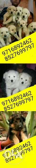 Great quality at lesser price (Labrador puppies and all