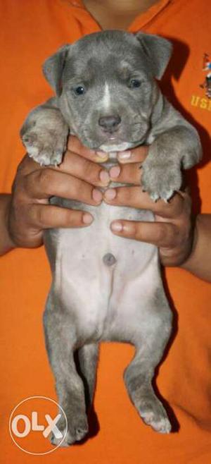 Grey And White blue American Staffordshire Terrier Puppy