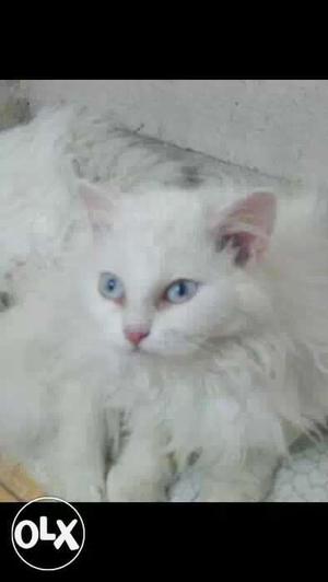 Grey prshion kitten female...