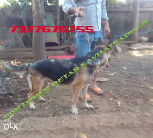 Gsd female 2 yr,gsd male 1.5yr for sell, male is