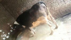 Haulistin cow for sale for more detils call us