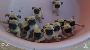 Healthy wealthy pug pups n some more other all breeds