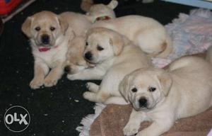 Heavy bone Labrador male female puppies available