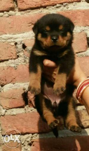 Heavy muscular ROTTWEILER puppies available fully