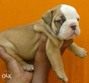 High quality British bulldog pups available for
