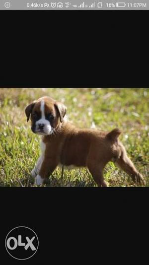 I want female Boxer Puppy