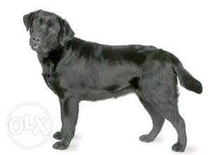 I want to buy a female labra