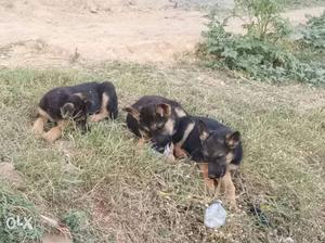 I want to sell my German Shepard females heavy