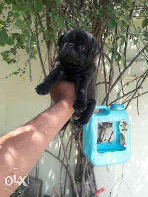 I6 Black leo kennel z Blck pug female puppy 30days