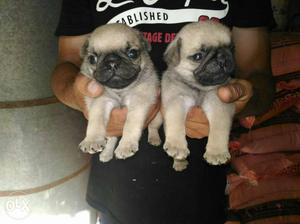 I6 fawn pug puppy female in sale Top quality