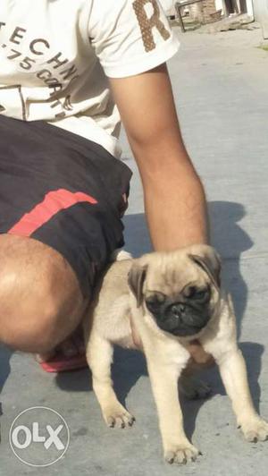 Import fawn pug puppy feamale..