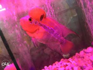 Importd flowerhorn fishes with Big Hump