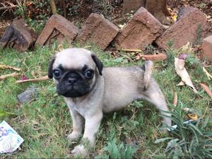In pune pug puppys for sale.