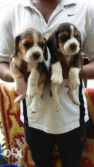 Keerthi kennel club present show quality pure