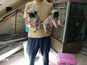 Laajawaab pug puppies n other many all breeds available