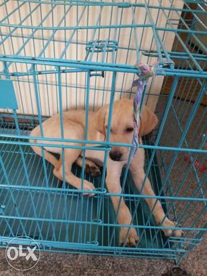 Lab pup 2 months old for sale male with cage