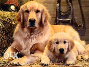 Labrador,, Rottweiler,, Golden Retriever,,