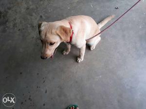Labrador dog 5 month
