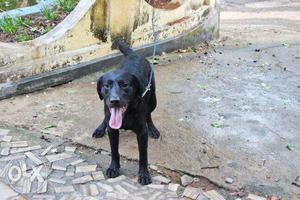 Labrador male black 1 yr 2 mnths urgent sale