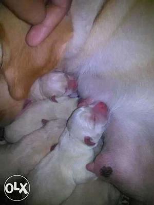 Labrador newborn puppies available male 