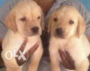 Labrador puppies available of good quality