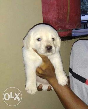 Labrador puppies good quality and Original