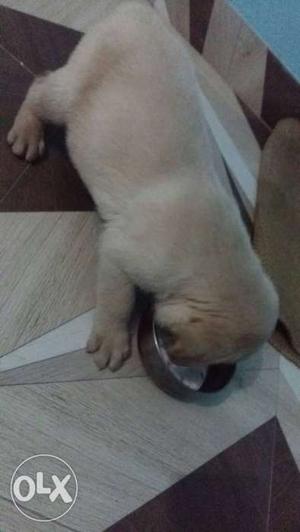Labrador puppy 100% orignal 32 days old