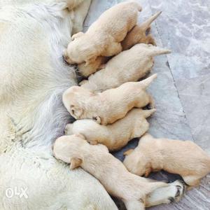 Lebra puppies for sale