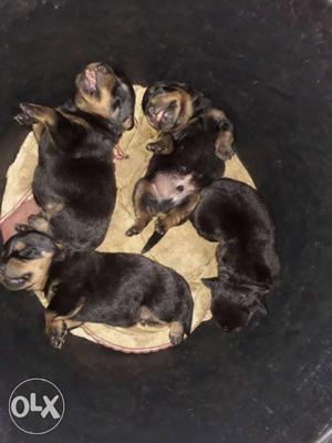 Litter Of Rottweiler Puppies