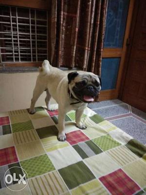 Male Fawn Pug of 11 months