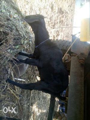 (Male) Full black goat 5 months old urgent sell