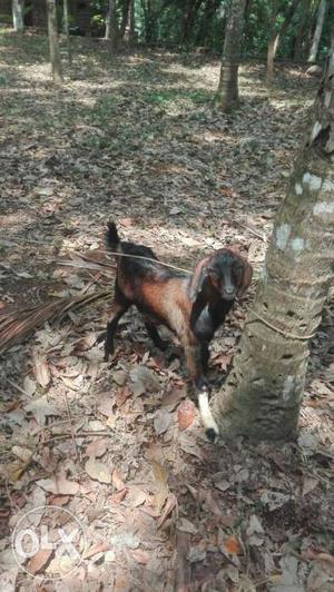 Male and female goats 8 months Rs. each,