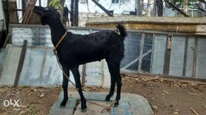 Male black goat