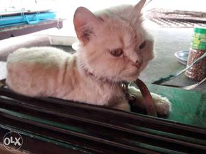 Male persian cat. 20 months old. pure breed.