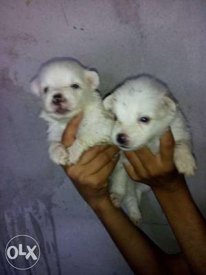 Milky white pomerian puppies available at Jaipur