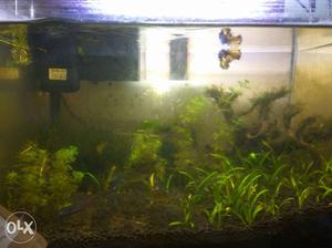 Mouldede tank with live plants and fishes like