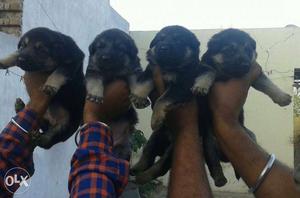 New litter German Shepherd puppies